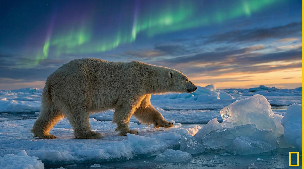 麻豆北极熊视频